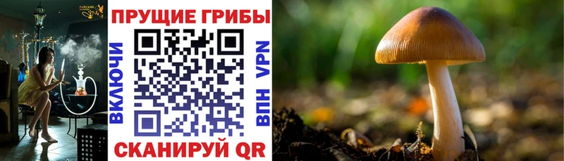 купить наркотик  дарк нет состав  Псилоцибиновые грибы Cubensis  Подольск  MEGA зеркало 
